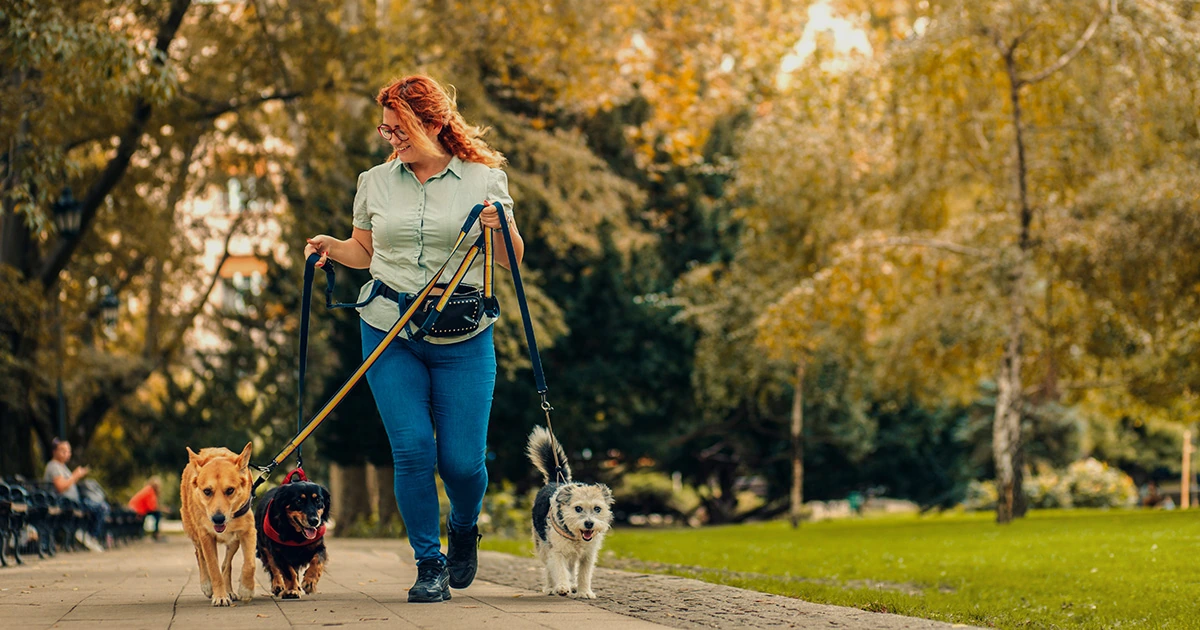 Dog Walking Services